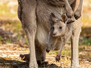 Naklejka na ściany i meble Eastern Grey Kangaroo with joey in pouch