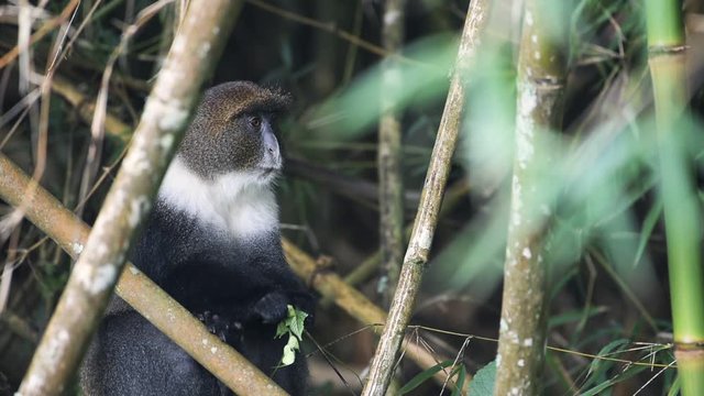 Sykes Monkey Hiding Behind The Bamboos Eating Leaves In Kenya Aberdare National Park - Closeup Shot