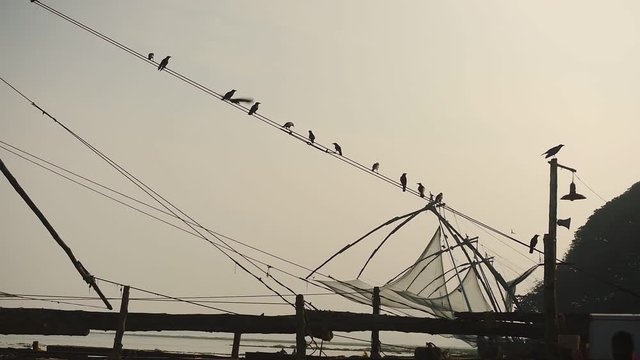 Birds flying over traditional chinese fishing nets, Fort Kochi, India, at dusk