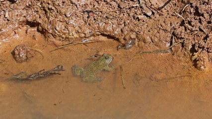 Gelbbauchunke (Bombina variegata) am Ufer eines Laichgewässers