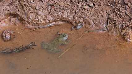 Gelbbauchunke (Bombina variegata) am Ufer eines Laichgewässers