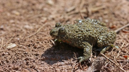 Gelbbauchunke (Bombina variegata)