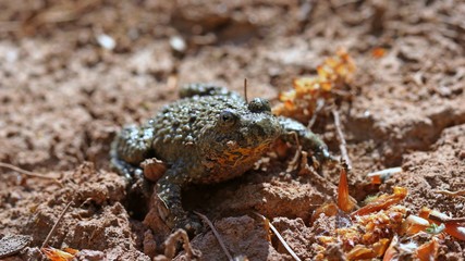 Gelbbauchunke (Bombina variegata)