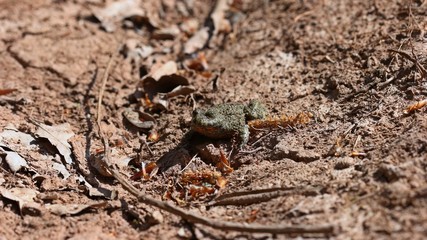 Gelbbauchunke (Bombina variegata)