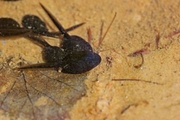 Kaulquappen der Erdkröte (Bufo bufo)