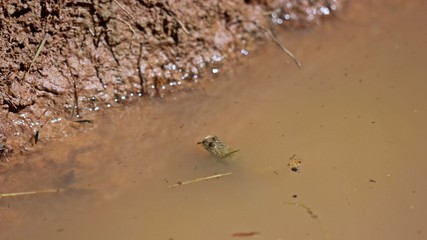 Gelbbauchunke (Bombina variegata) am Ufer eines Laichgewässers