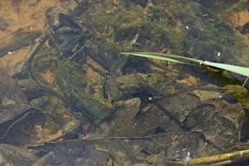Kaulquappen des Grasfrosches (Rana temporaria)