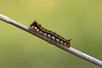 Trinkerin, Raupe der Grasglucke (Euthrix potatoria)