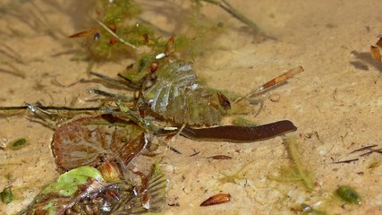 Pferdeegel (Haemopis sanguisuga)