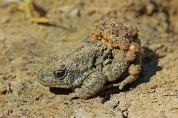Männliche Geburtshelferkröte (Alytes obstetricans) mit Laichschnüren