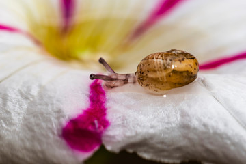 Small snail in motion in the terrace garden after the rain