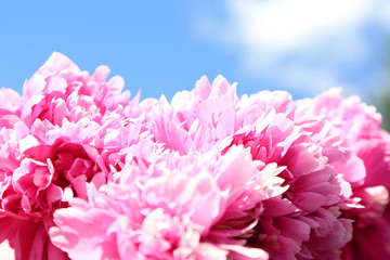 pink peony flower on blue sky background