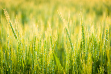 夕日に照らされた麦畑