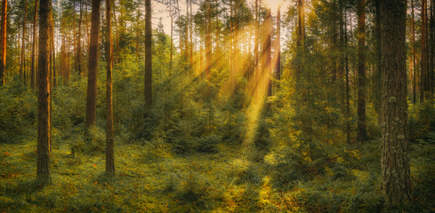 Fototapeta na wymiar Panorama of a summer forest with a clearing illuminated by sunlight