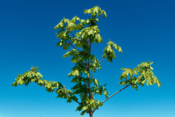 green leaves on blue sky background