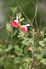 Baby Graham's blackcurrant sage hot lips