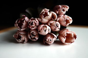 Bunch of tulips laying on white surface, front shot. Dusty rose color, colored flowers, not natural color. Beautiful background.