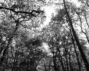 Photo de nature et de paysage éditer en noir et blanc