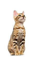 Bengal kitten sits and looks on a white background