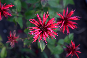 Monarda didyma Red flower closeup on a green background of leaves