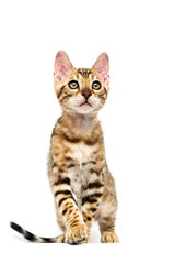 Bengal kitten goes and looks forward on a white background