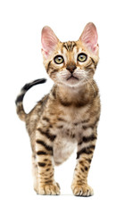 Bengal kitten goes and looks forward on a white background