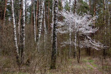 Spring landscape. Snow-white blossoming plum in a birch forest.
