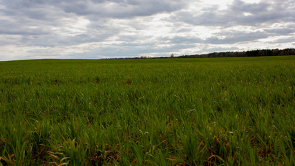 Green field to the horizon, edge of the forest and blue sky with gray heavy clouds.