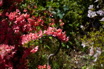 Fototapeta premium fiori