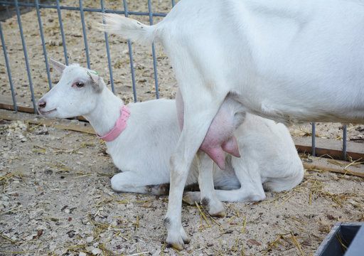 A close-up on saanen dairy breed goats with large udder which are raised for high milk production with 3-4 percent milk fat and meat production as well.
