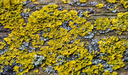 lichen on a tree