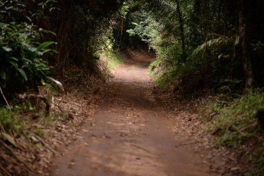path in the forest 2