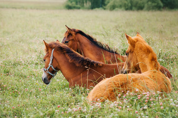 Horse foal in the meadow