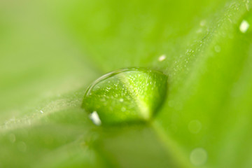 water drop on green leaf