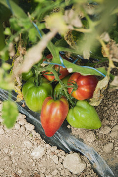 Pied de tomate, vari&eacute;t&eacute; ancienne, en Dordogne, France