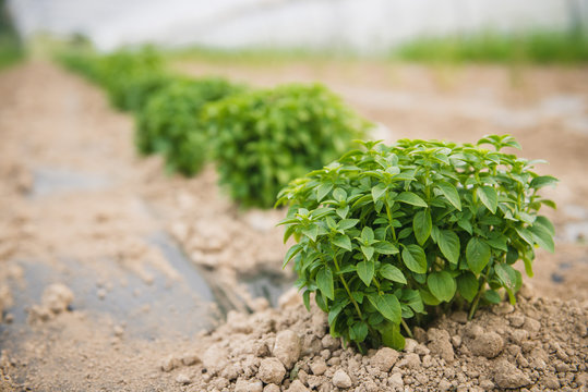 Pieds de basilic frais cultiv&eacute;s sous serre en Dordogne, France