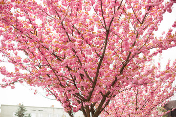 Cherry Blossom in spring with Soft focus, Sakura season in korea,Background.
