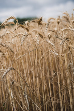 Champ d'orge en Dordogne, France