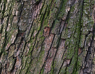 Natural pear tree bark. Abstract background. Tree bark. Close-up view of the bark of a European pear tree. Trunk texture