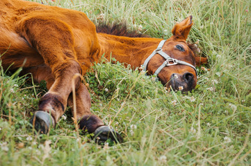 Naklejka na ściany i meble Horse foal in the meadow