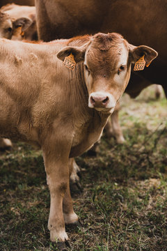 Jeune veau limousin en Dordogne, France