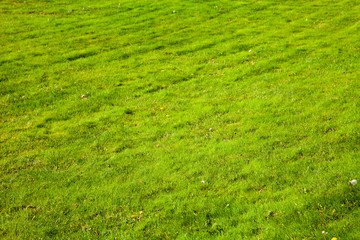 Lawn close-up.