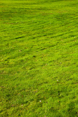 Obraz premium Lawn close-up.