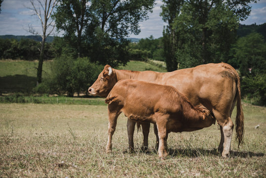 Vache limousine et son veau dans le P&eacute;rigord, France