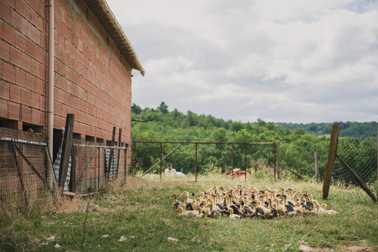 Cannetons en plein air dans le P&eacute;rigord, France