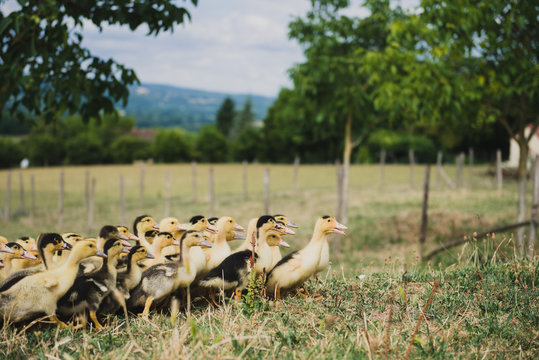 Cannetons en plein air dans le P&eacute;rigord, France