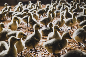 Oisons du Périgord sur paille, France