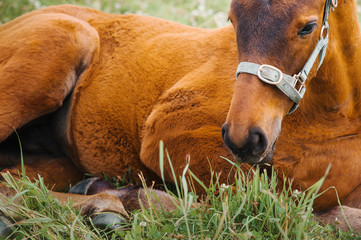 Naklejka premium Horse foal in the meadow