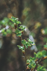 green leaves on the tree