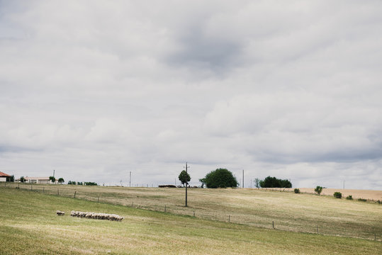 Moutons en plein air dans un champ en Dordogne, France